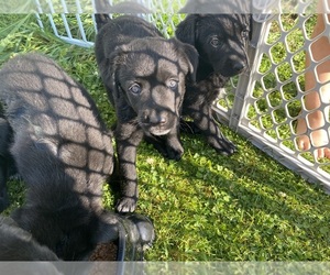 Borador Puppy for sale in MERCER, PA, USA