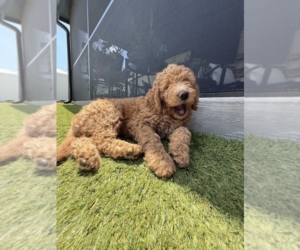 Medium Photo #5 Goldendoodle Puppy For Sale in GIBSONTON, FL, USA