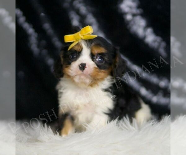 Medium Photo #3 Cavalier King Charles Spaniel Puppy For Sale in WARSAW, IN, USA
