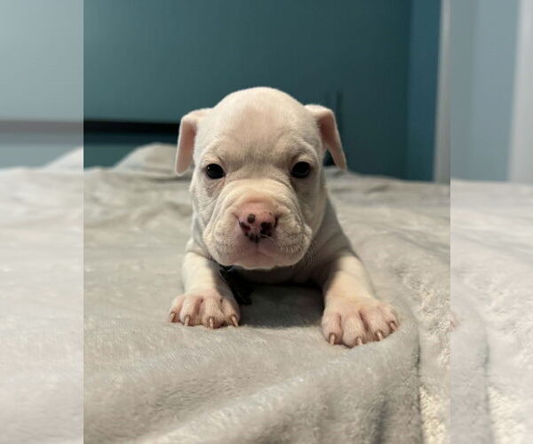 Medium Photo #1 Bull-Boxer Puppy For Sale in Holly Springs, NC, USA