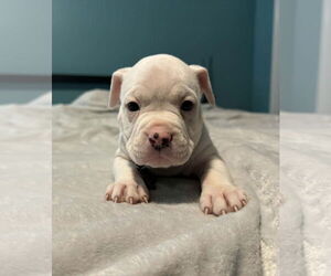 Bull-Boxer Dogs for adoption in Holly Springs, NC, USA