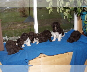 Labradoodle Puppy for sale in GALION, OH, USA
