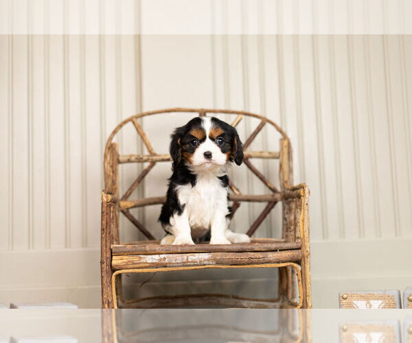 Medium Photo #2 Cavalier King Charles Spaniel Puppy For Sale in WARSAW, IN, USA