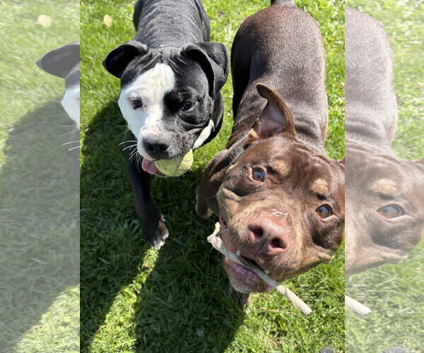 Medium Photo #8 Mutt Puppy For Sale in Jefferson, WI, USA