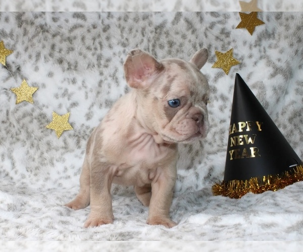 Medium Photo #14 French Bulldog Puppy For Sale in LITITZ, PA, USA