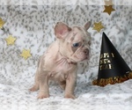 Small #13 French Bulldog