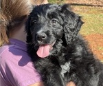 Small Photo #2 Bernedoodle Puppy For Sale in ADVANCE, NC, USA