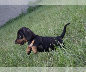 Dachshund Puppy for sale in LIZELLA, GA, USA