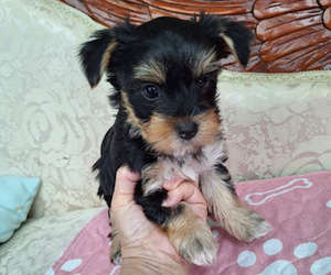 Medium Yorkshire Terrier