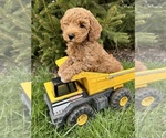Small Photo #4 Goldendoodle (Miniature) Puppy For Sale in MIDDLEBURY, IN, USA