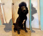 Small #5 Poodle (Standard) Mix