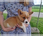 Small #5 Pembroke Welsh Corgi