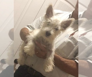 West Highland White Terrier Puppy for sale in PELL CITY, AL, USA