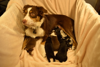 Mother of the Miniature Australian Shepherd puppies born on 10/11/2016