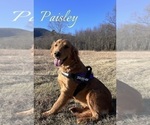 Small Photo #1 Golden Retriever Puppy For Sale in PATRICK SPGS, VA, USA