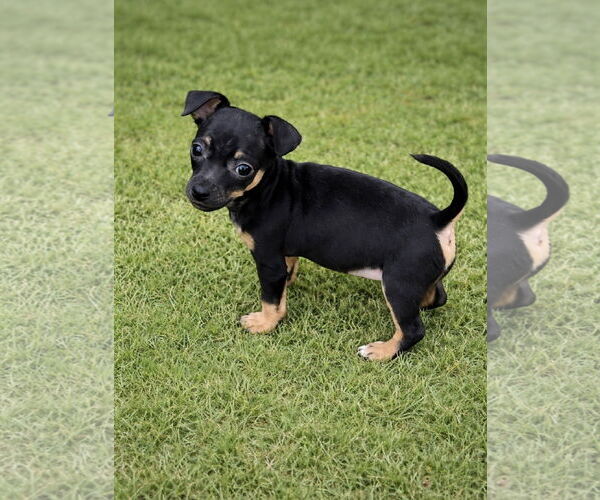 Medium Photo #3 Chihuahua-Unknown Mix Puppy For Sale in Omaha, NE, USA