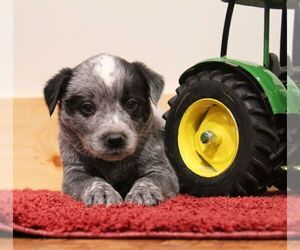 Australian Cattle Dog Puppy for sale in HYDE PARK, VT, USA