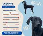 Small #2 Doberman Pinscher-Weimaraner Mix