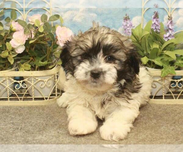 Medium Photo #2 ShihPoo Puppy For Sale in SHAWNEE, OK, USA