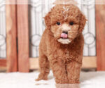 Small #1 ShihPoo