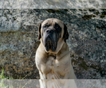 Small Photo #9 Mastiff Puppy For Sale in HEMET, CA, USA