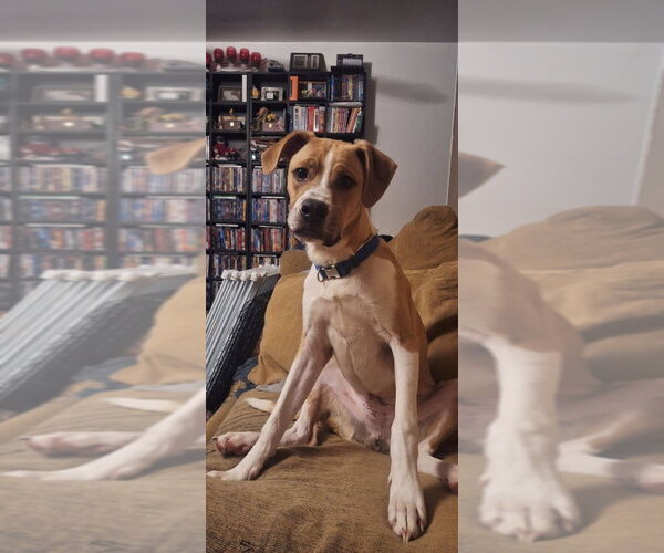 Medium Photo #3 Boxer-Unknown Mix Puppy For Sale in Aurora, IN, USA