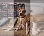 Small #2 Boxer Mix
