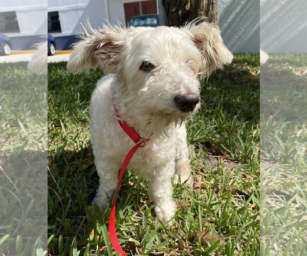 Medium Photo #2 Poodle (Miniature) Puppy For Sale in Satellite Bch, FL, USA