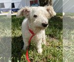Small Photo #2 Poodle (Miniature) Puppy For Sale in Satellite Bch, FL, USA