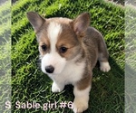 Small #11 Pembroke Welsh Corgi