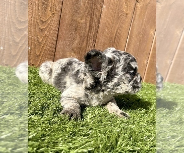 Medium Photo #15 French Bulldog Puppy For Sale in PORTLAND, OR, USA