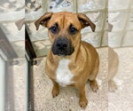 Small #5 Boxer