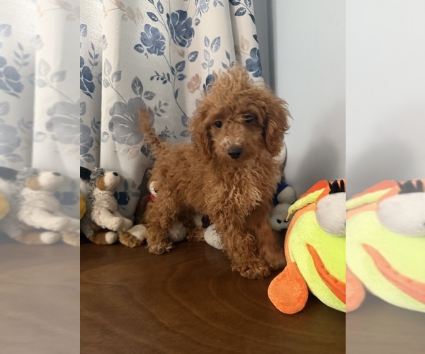 Medium Photo #19 Havapoo Puppy For Sale in DURHAM, CT, USA