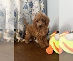 Havapoo puppies - Male Havapoo Puppy for Sale - Photo #19