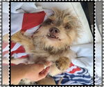 Small Photo #5 Norfolk Terrier-Unknown Mix Puppy For Sale in Princeton, MN, USA