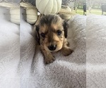 Small Photo #29 Dachshund Puppy For Sale in MARSHFIELD, MO, USA