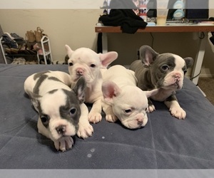 French Bulldog Puppy for sale in PALMDALE, CA, USA