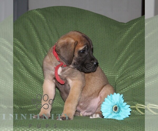 Medium Photo #4 Mastiff Puppy For Sale in RED LION, PA, USA