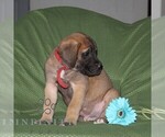 Small #3 Mastiff