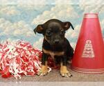 Small Photo #2 Chihuahua Puppy For Sale in SHAWNEE, OK, USA
