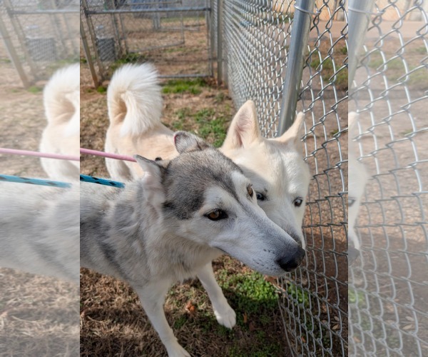 Medium Photo #2 Mutt Puppy For Sale in Shelburne, VT, USA