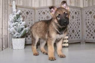 German Shepherd Dog Puppy for sale in MOUNT VERNON, OH, USA