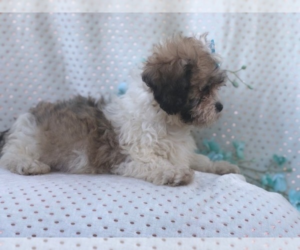 Medium Photo #4 Zuchon Puppy For Sale in LAKELAND, FL, USA