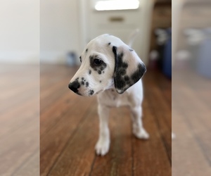 Dalmatian Puppy for sale in AUGUSTA, GA, USA