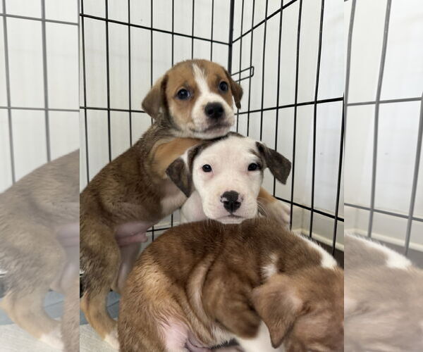 Medium Photo #12 American Bulldog-Labrador Retriever Mix Puppy For Sale in Columbus, IN, USA