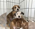 Small #11 American Bulldog-Labrador Retriever Mix