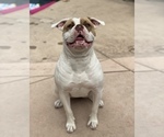 Small Photo #1 American Bulldog Puppy For Sale in PLUMAS LAKE, CA, USA