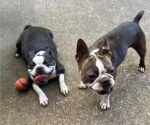 Mother of the Boston Terrier puppies born on 09/29/2025