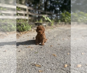 Poodle (Toy) Puppy for sale in TAMPA, FL, USA