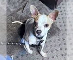 Small #3 Chihuahua Mix